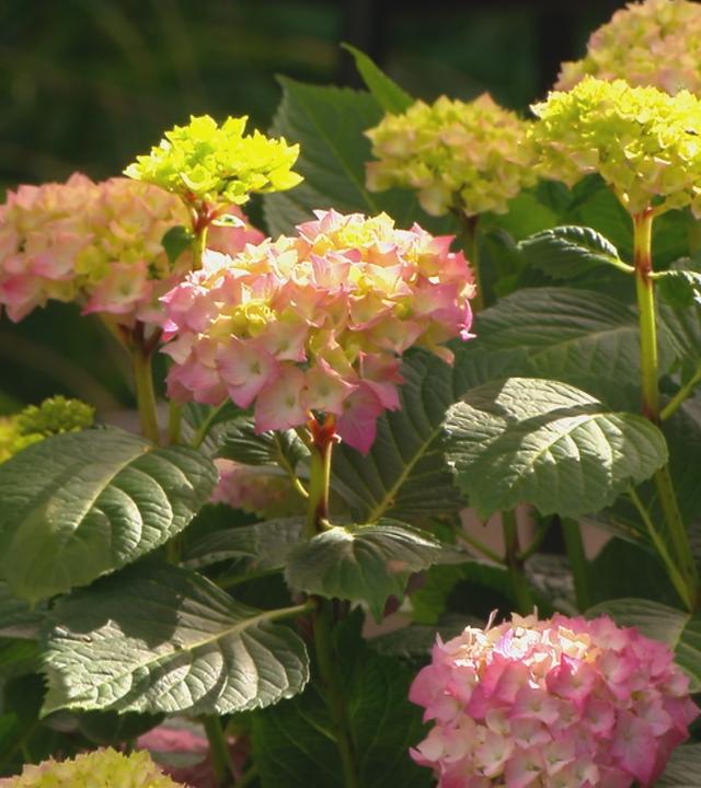 Tipps für die Pflege von Hortensien und anderen Pflanzen im Garten bei heißen Temperaturen von Anja Koenzen.