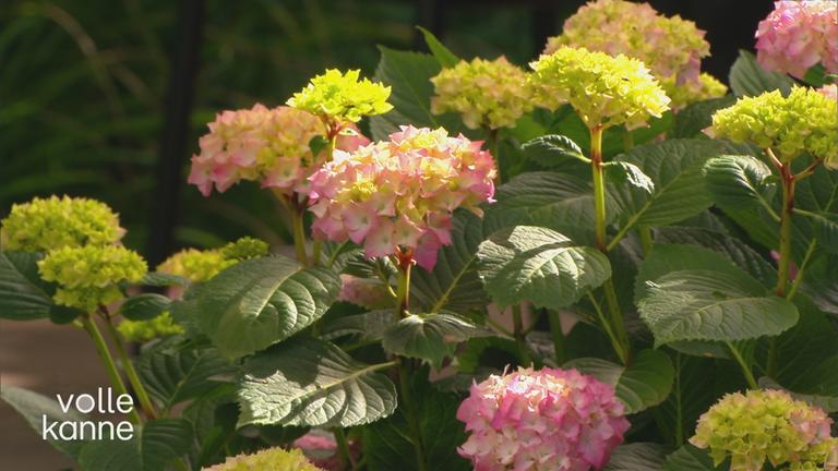Balkonpflanzen: Passende Arten fr Sonne und Schatten finden