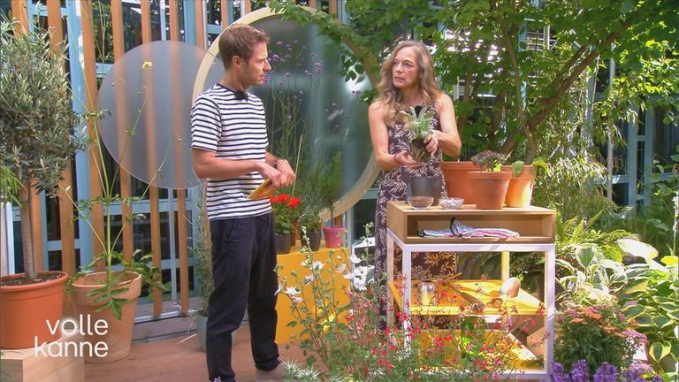 Pflanzen-Tipps bei Trockenheit