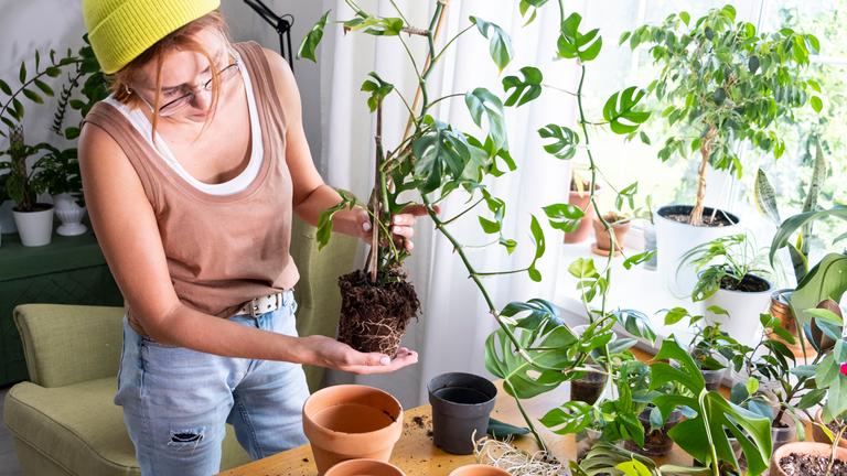 Eine junge Frau pflanzt eine Mini-Monstera zu Hause um. Vor ihr steht ein Tisch mit vielen Blumentöpfen und Pflanzen.