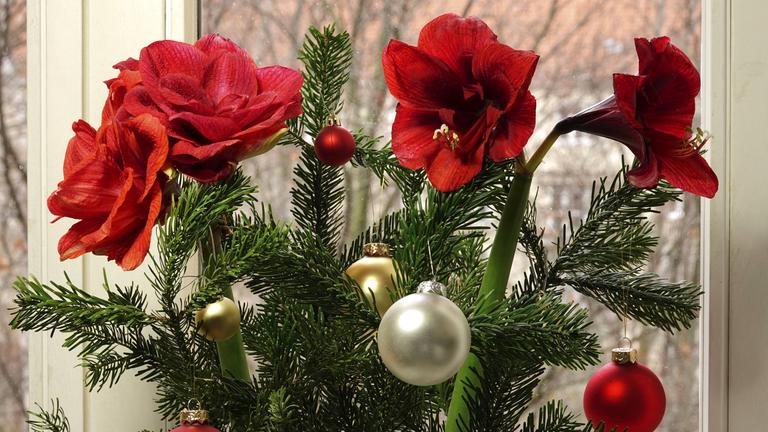 Geschmückte Amaryllis auf der Fensterbank