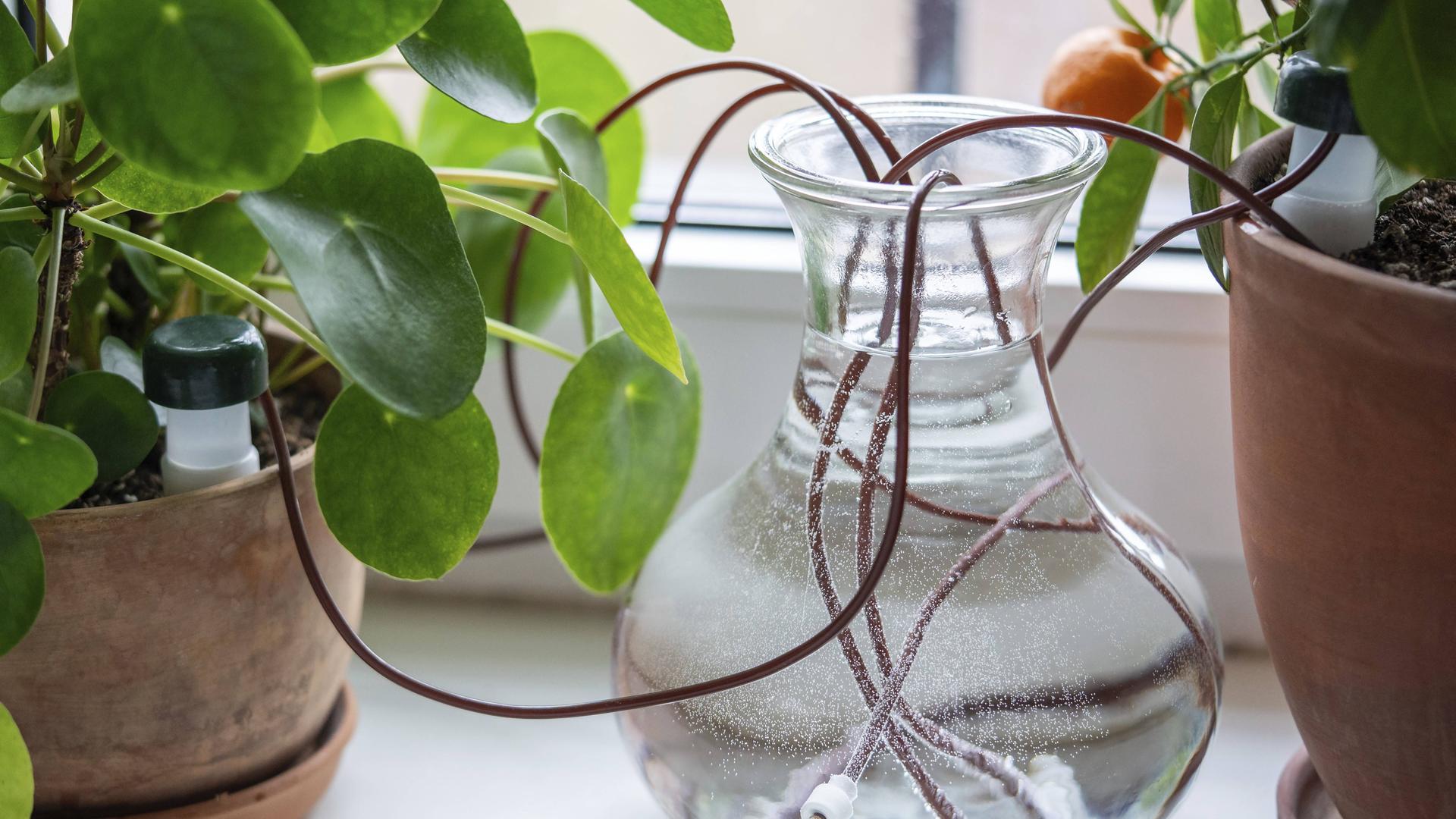 Automatisches Tropfbewässerungssystem aus Silikonschläuchen für Zimmerpflanzen bei langen Wochenenden oder Feiertagen.
