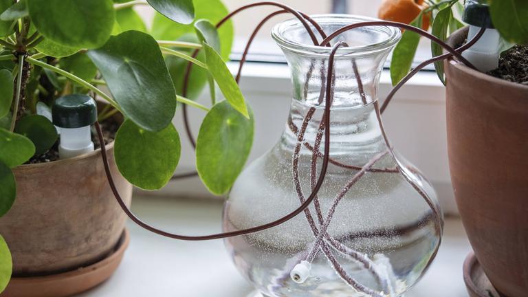 Automatisches Tropfbewässerungssystem aus Silikonschläuchen für Zimmerpflanzen bei langen Wochenenden oder Feiertagen.
