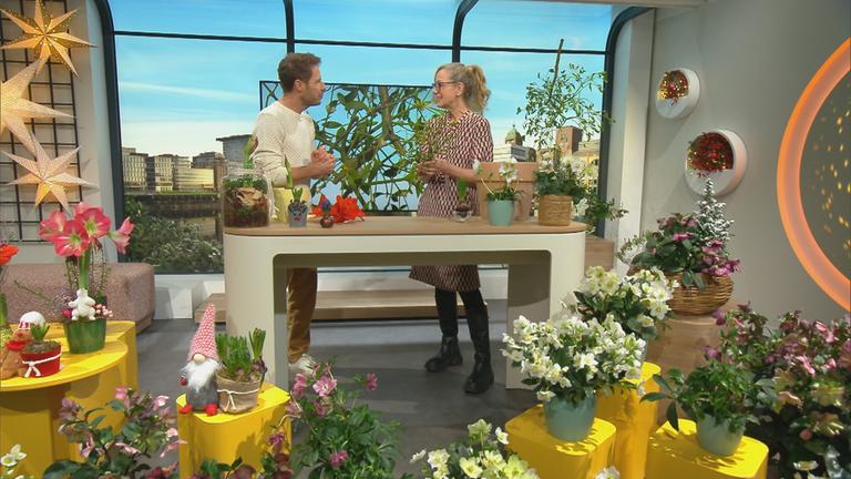 Pflanzenexpertin Anja Koezen im Volle Kanne Studio