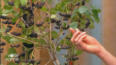 Hand zeigt auf Holunderbeeren 