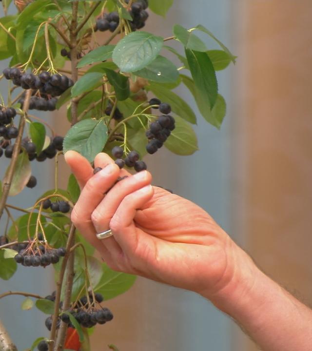 Hand zeigt auf Holunderbeeren 