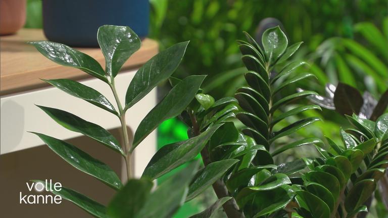 Eine Pflanze in einem Topf