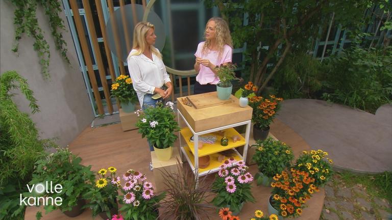 Pflegetipps für Stauden