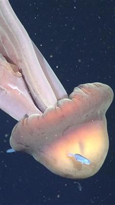 Riesen-Phantomqualle
