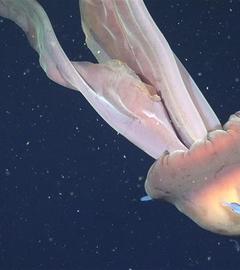 Riesen-Phantomqualle