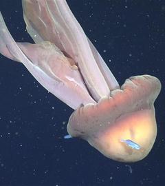 Riesen-Phantomqualle