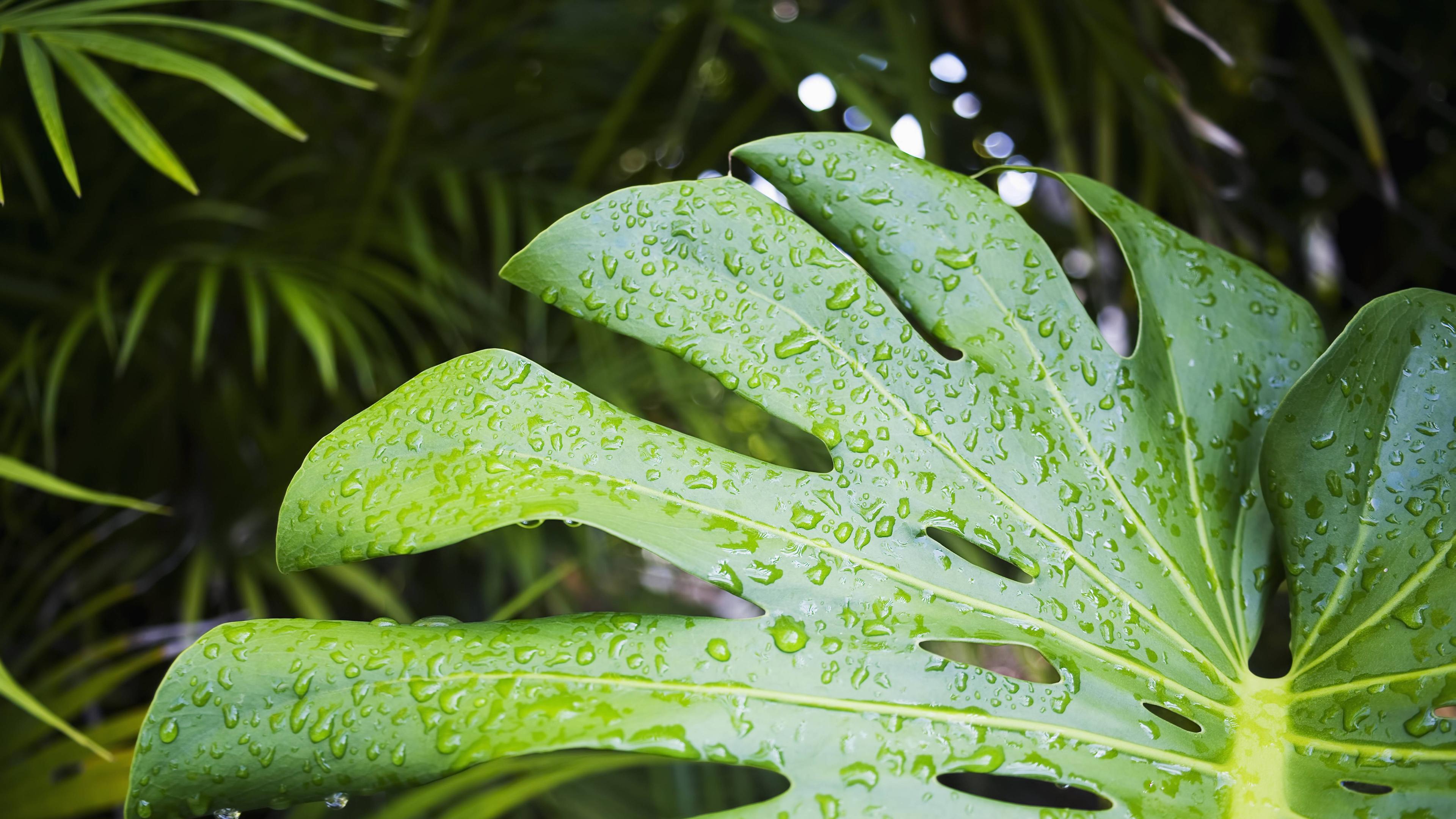Philodendron
