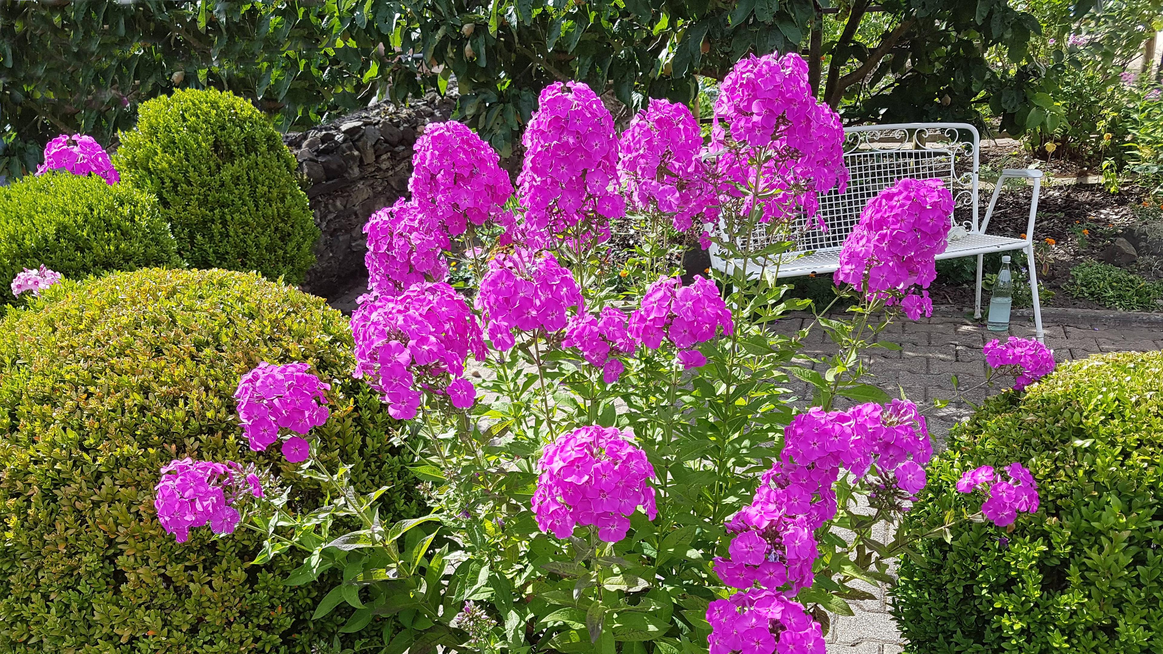 Prachtstaude Phlox