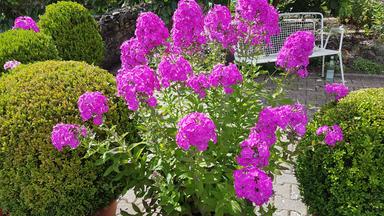 Prachtstaude Phlox