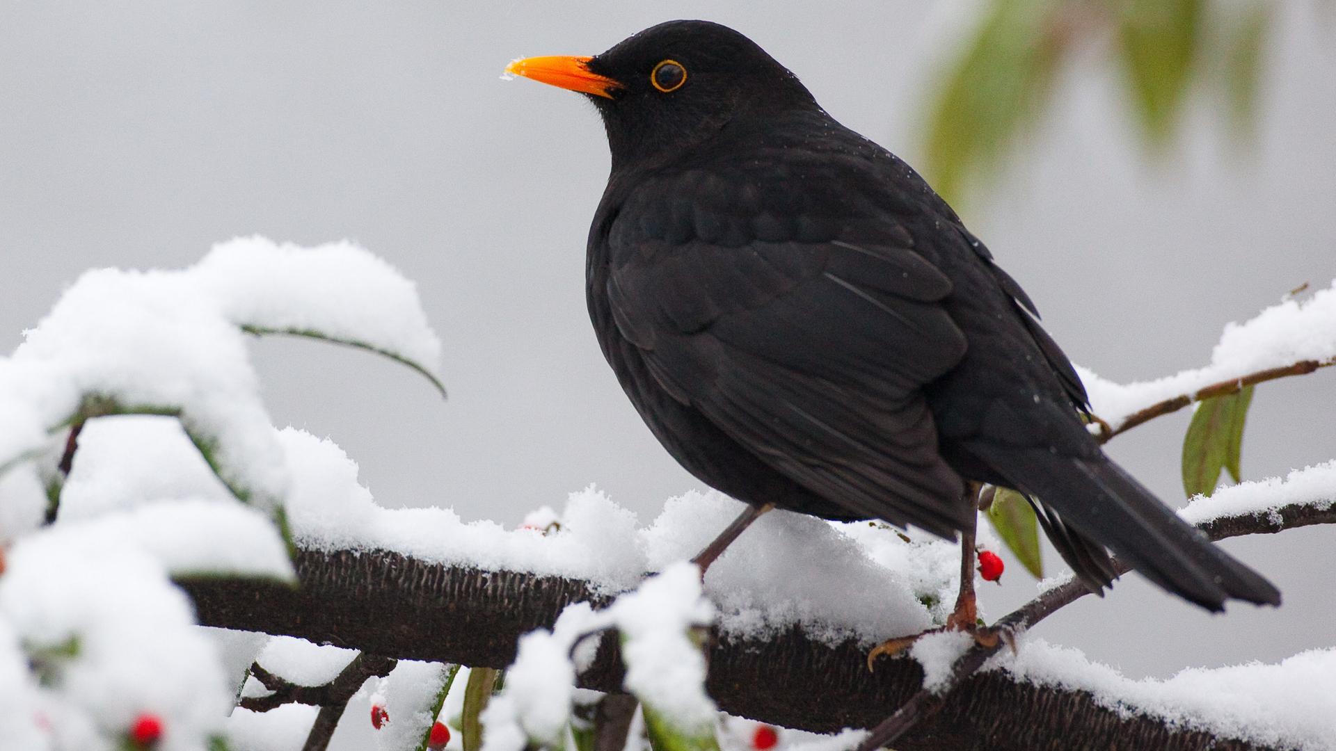 Piep-Show-Amsel