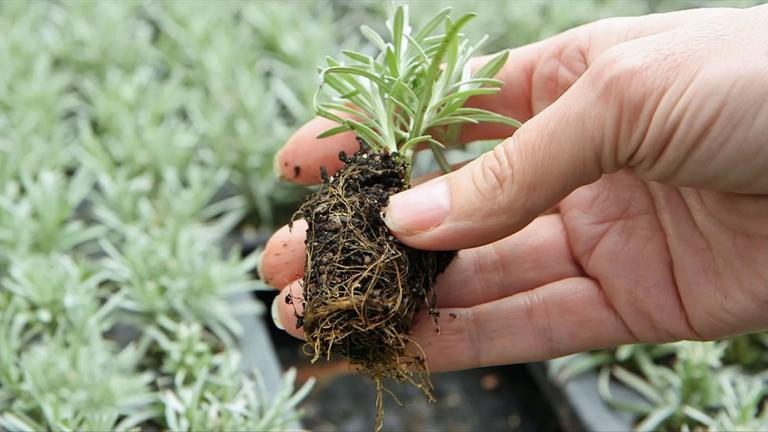 Platz im Garten: Kräuter im Frühling