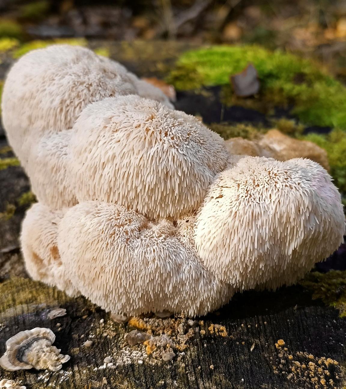 Pilz Igelstachelbart
