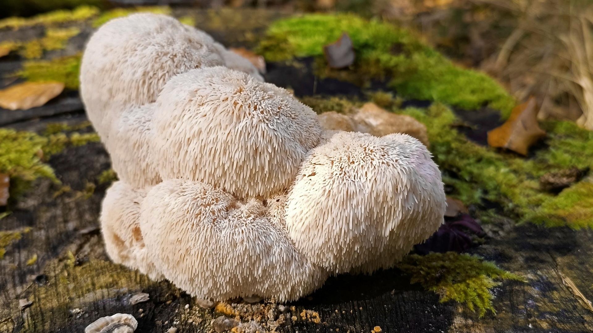 Pilz Igelstachelbart