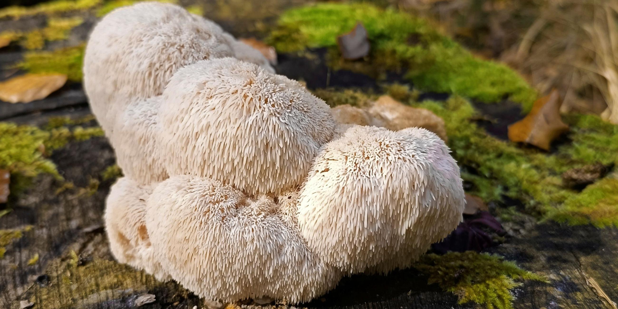 Pilz Igelstachelbart