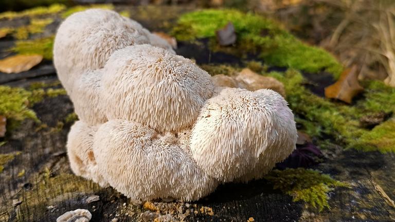 Pilz Igelstachelbart