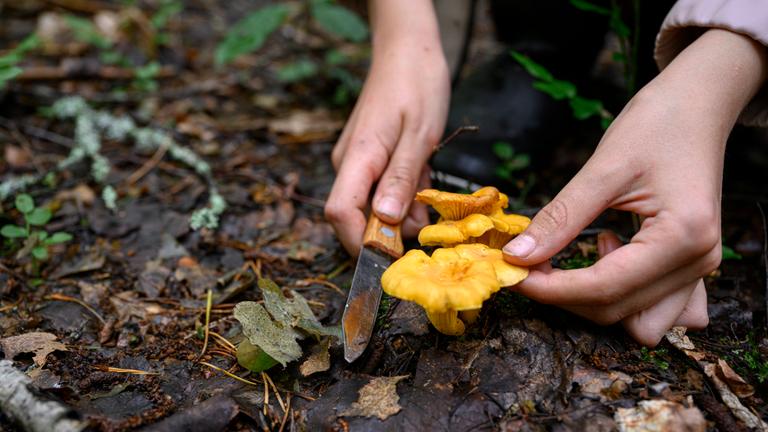 Ein Pilz wird im Waldboden mit einem Messer geerntet.