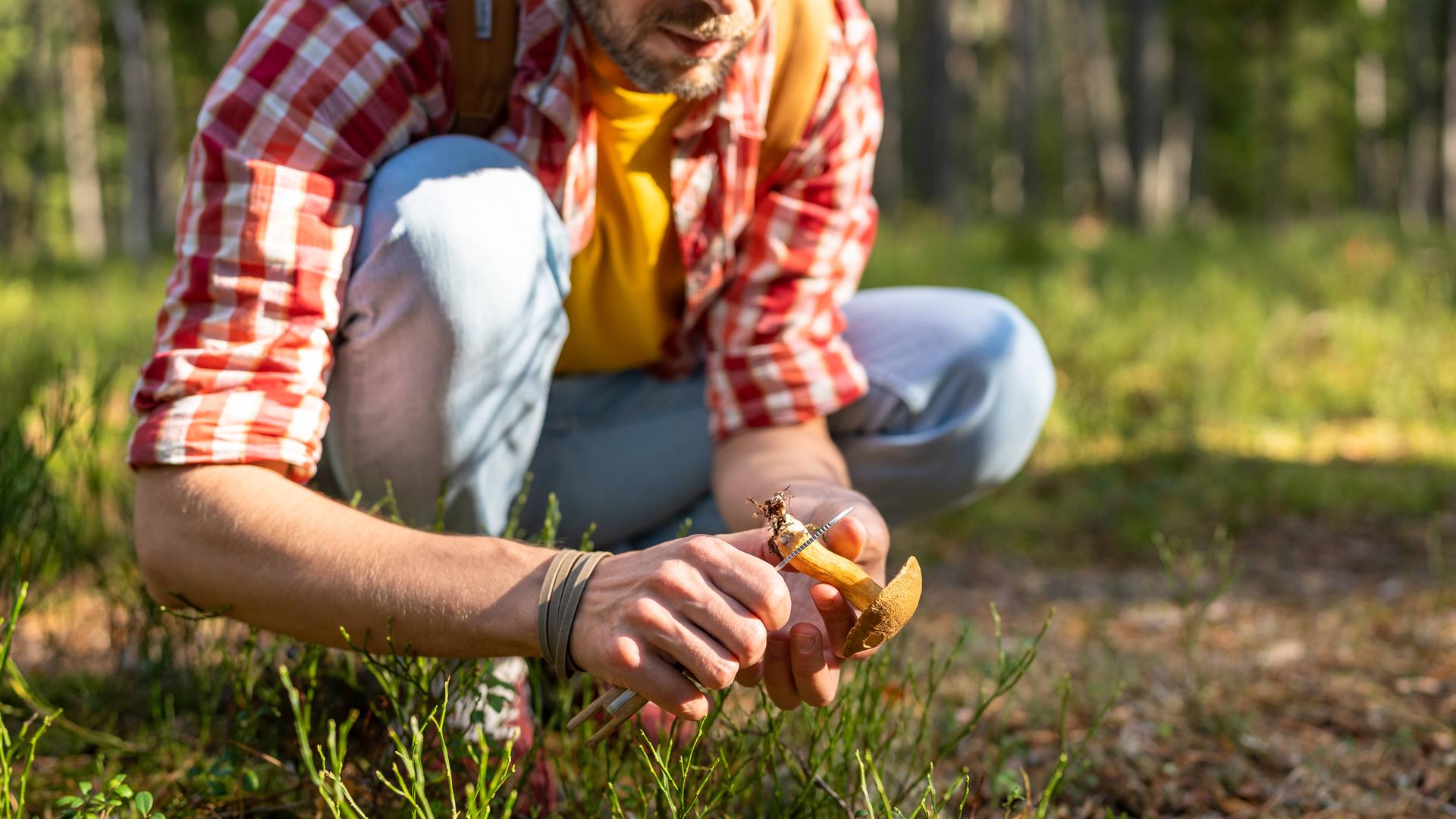 Ein im Wald hockender Mann schneitet den Stiel eines Pilzes ab.