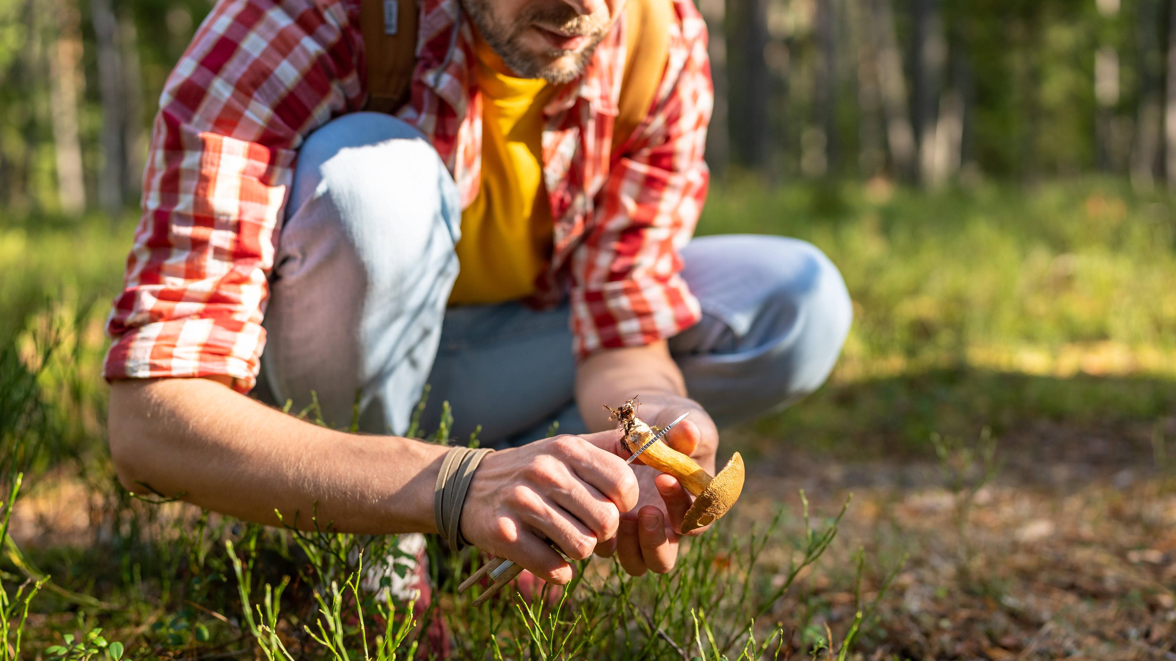 Ein im Wald hockender Mann schneitet den Stiel eines Pilzes ab.