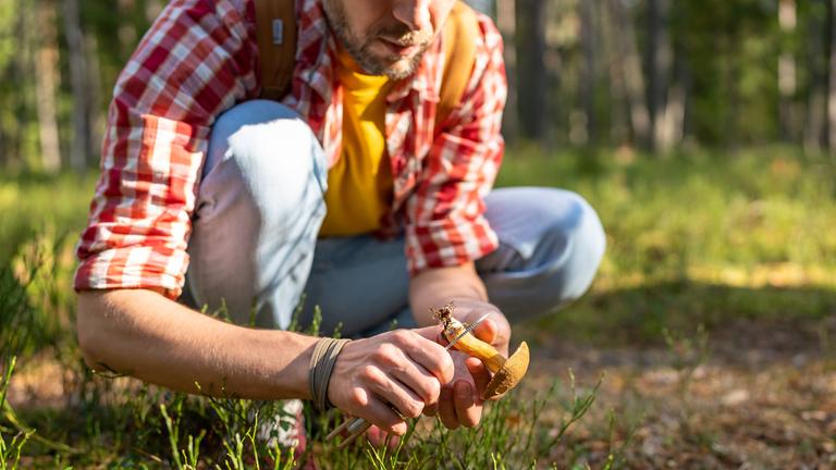 Ein im Wald hockender Mann schneitet den Stiel eines Pilzes ab.