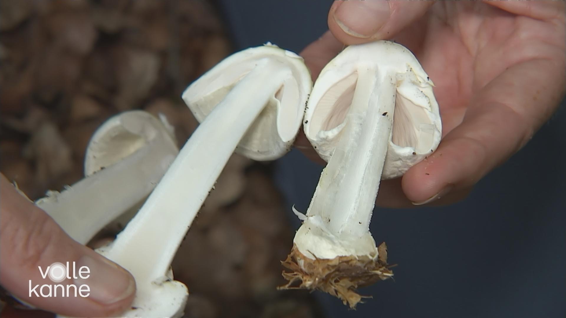 Pilze sammeln - aber mit Vorsicht
