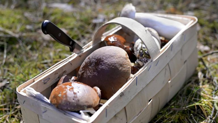 Spankorb mit gesammelten Pilzen mit braunen Kappen auf dem Waldboden.