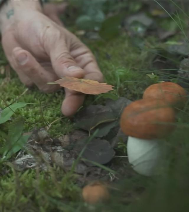 Man hält Blatt neben zwei Pilze