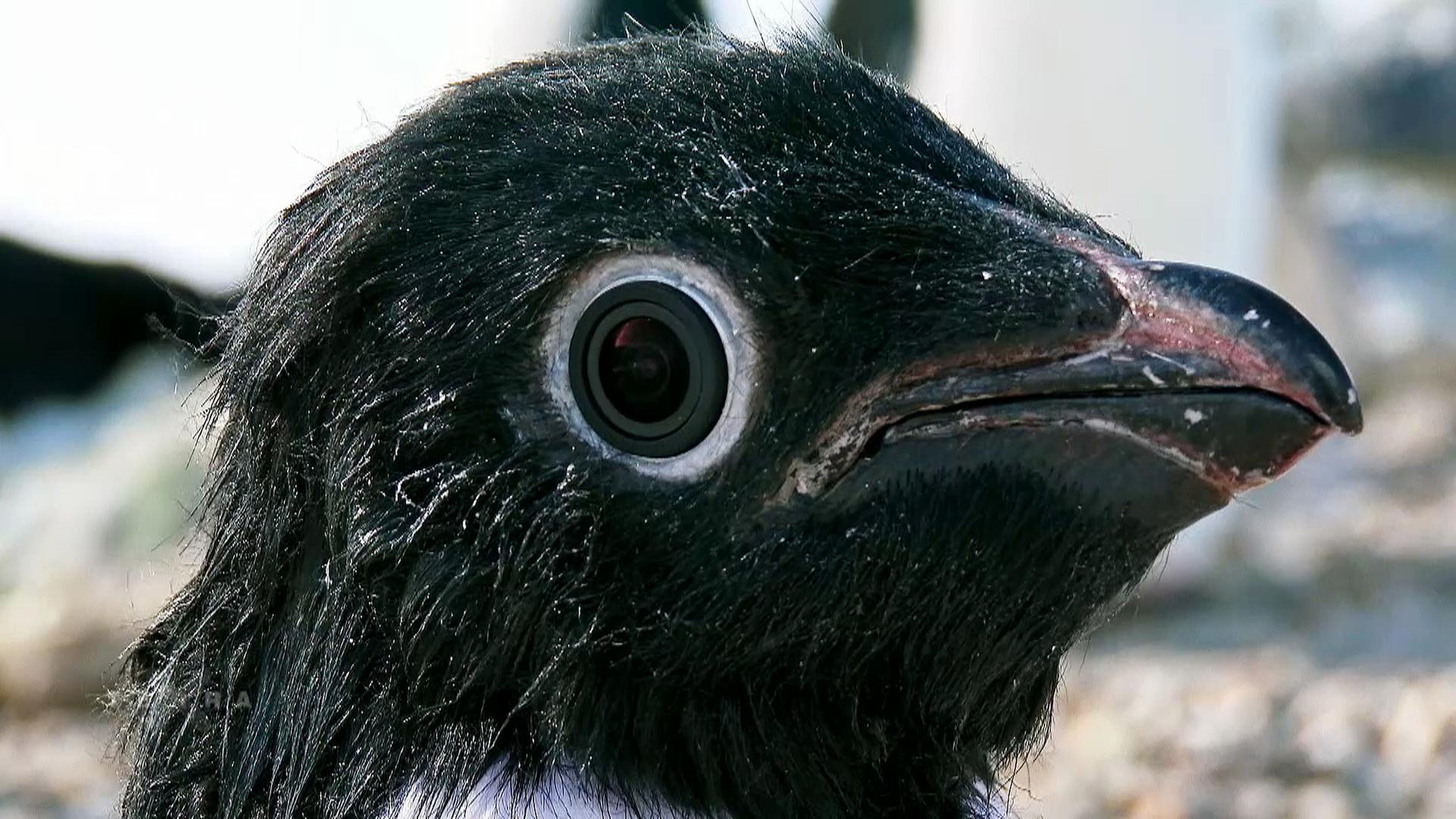 Pinguin-Animatronik