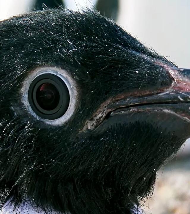 Pinguin-Animatronik