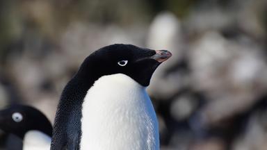 Aufnahme eines Adéliepinguins