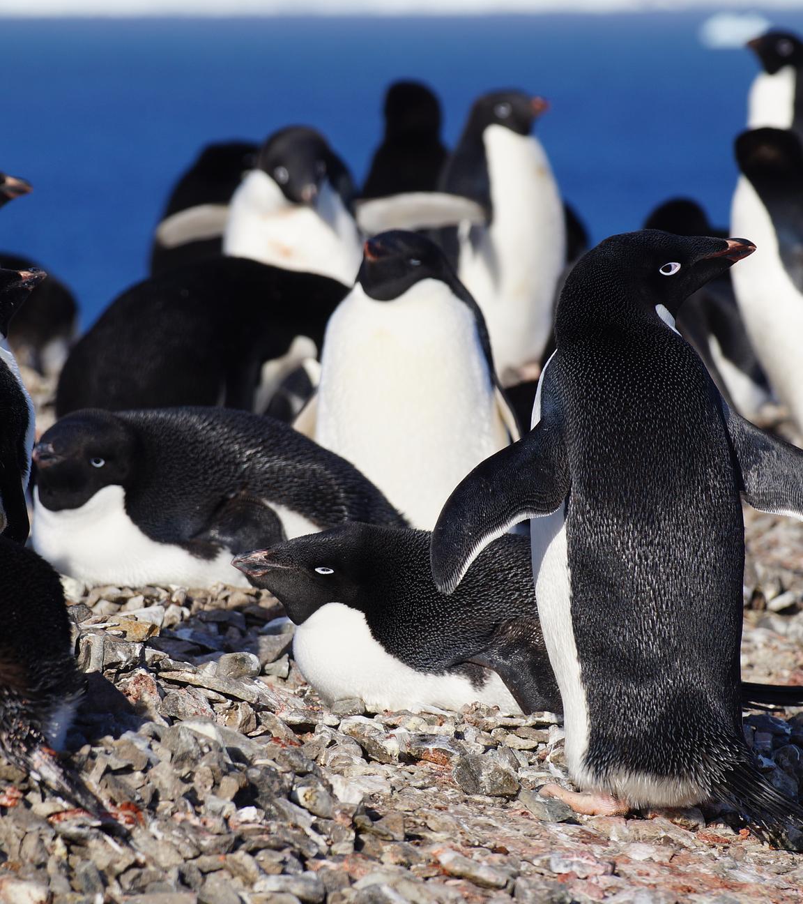 Ein Gruppe von Pinguinen
