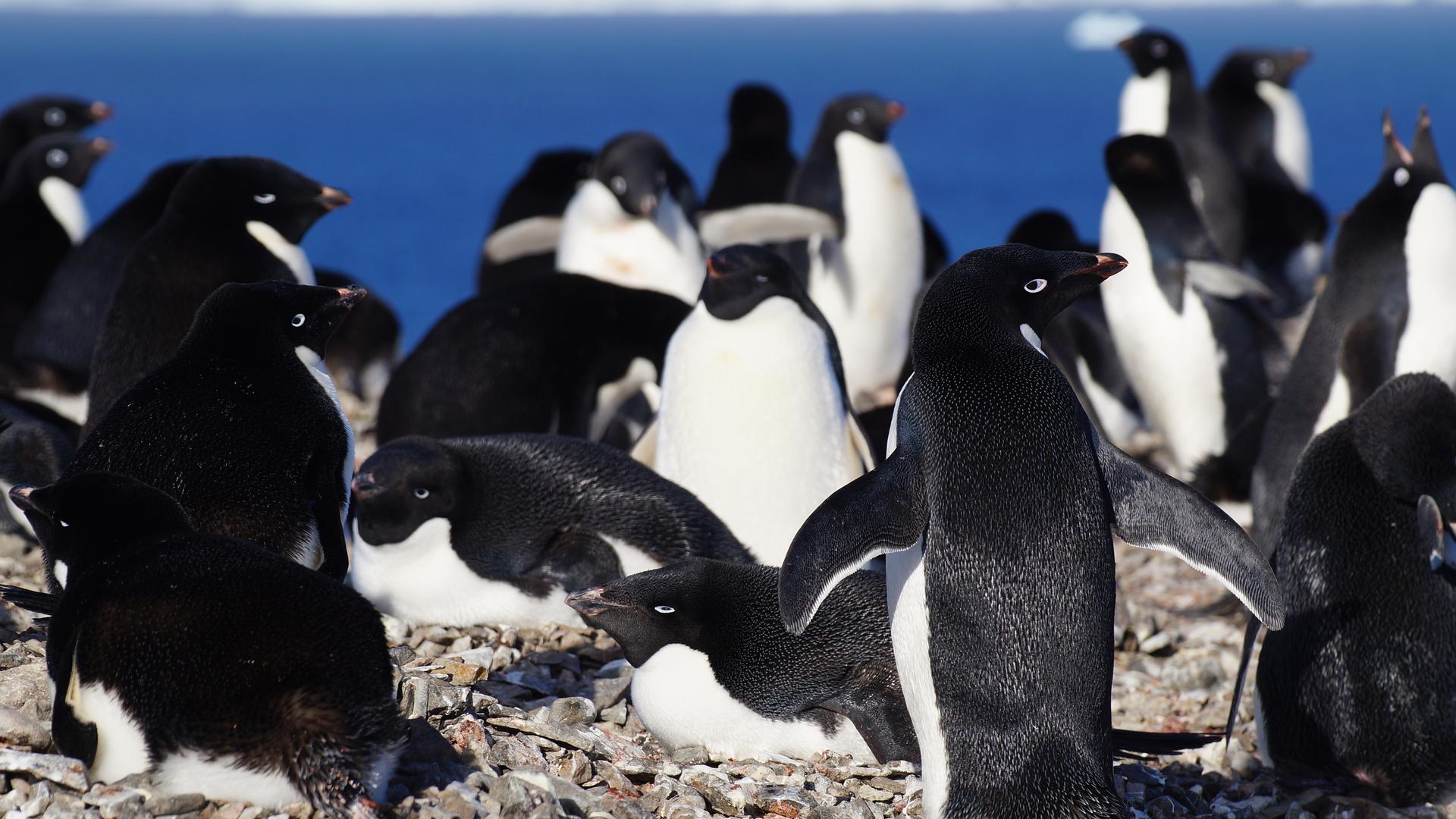 Ein Gruppe von Pinguinen