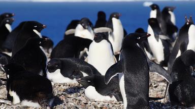 Ein Gruppe von Pinguinen