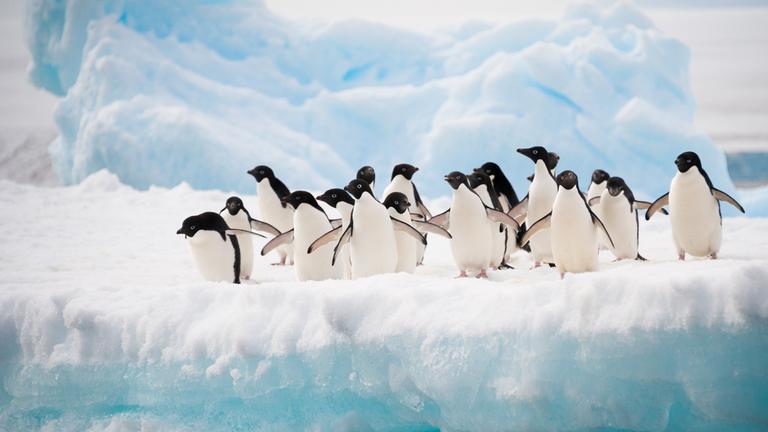 Pinguine stehen in einer Gruppe auf einer Eisfläche.