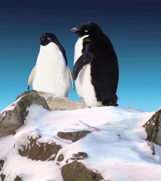 Grafikvideo starten, das den Klimawandel am Südpol erklärt.