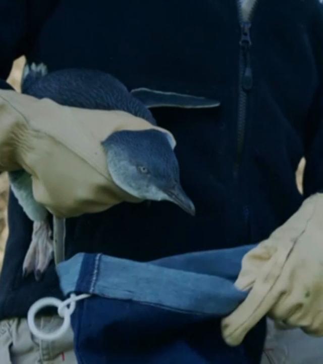 Ein Piguin wird in eine Tasche gepackt, bevor er geimpft wird.