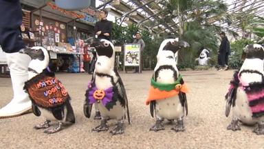 Pinguine in Japan watscheln im Halloween-Kostüm