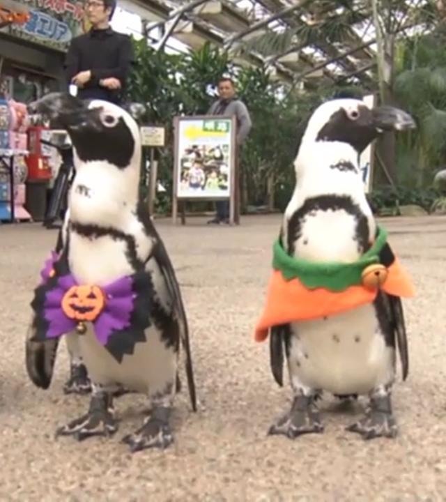 Pinguine in Japan watscheln im Halloween-Kostüm