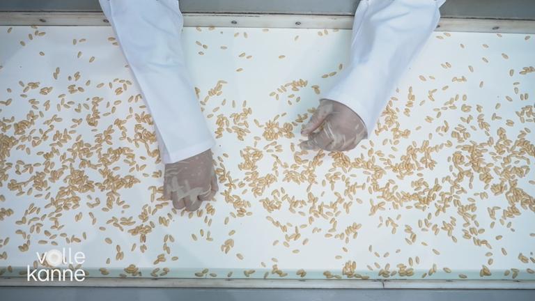 Pinienkerne auf Fließband