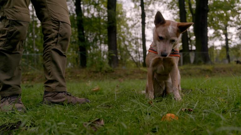 Ein Artensuchhund an der Leine