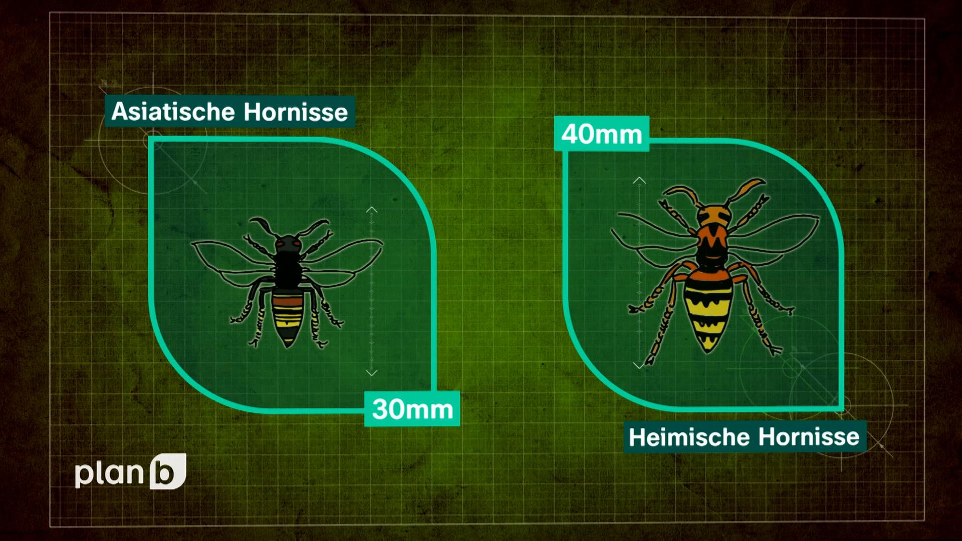 Zeichnung: Größenvergleich zwischen Asiatischer (links) und heimischer Hornisse (rechts)