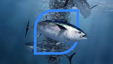 Blauflossenthunfisch unter Wasser