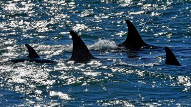 Schneider: Meeresschutzabkommen ist Erfolg für Umweltschutz