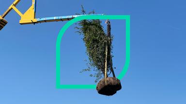 Baum wird von Kran gehoben