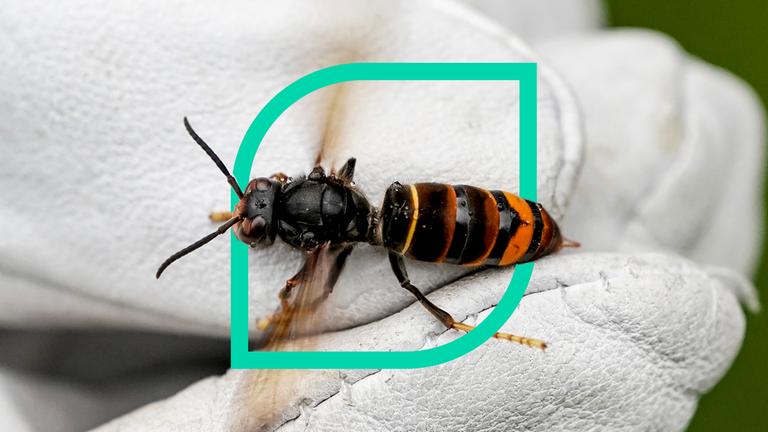 Asiatische Hornisse auf einem weißen Lederhandschuh