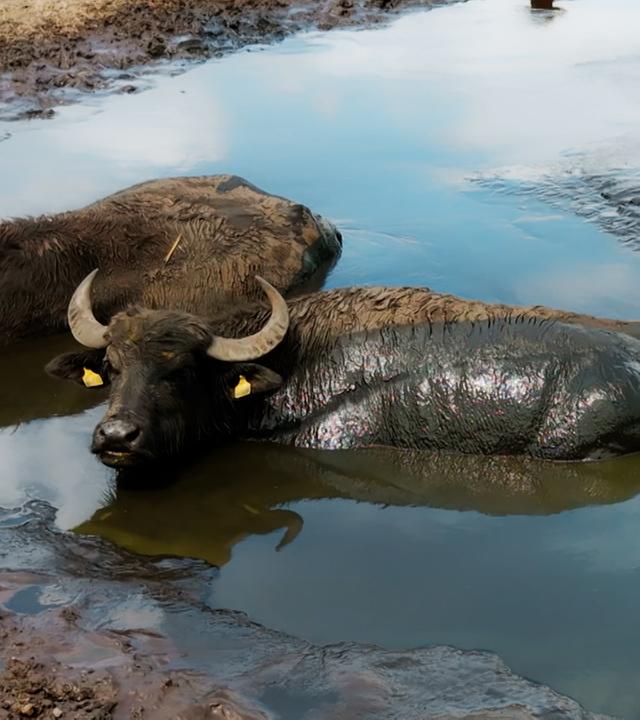 Wasserbüffel in einem Moor in Brandenburg